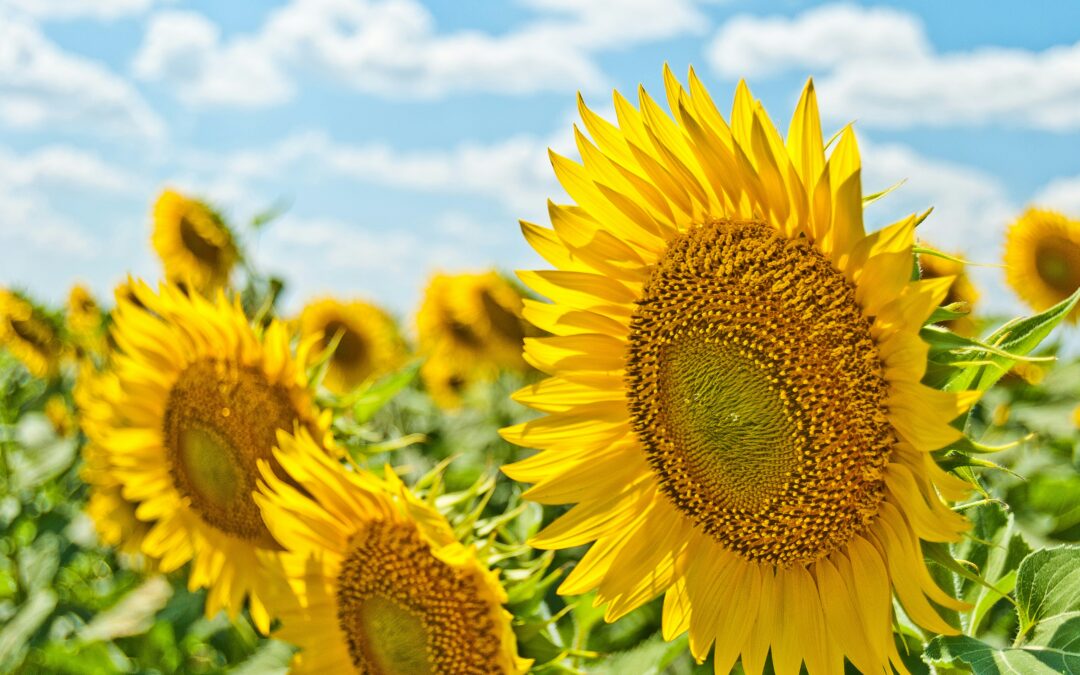 FREE Summer Solstice Celebration